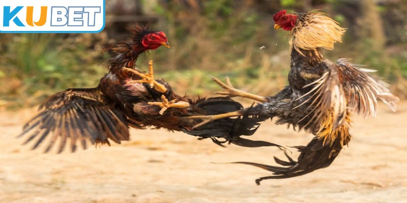 Lý do cần phải nắm bắt kinh nghiệm chọn chiến kê